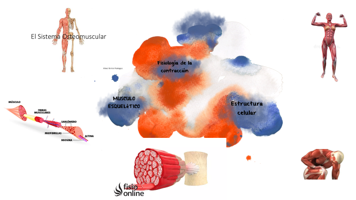 Sistema Osteomuscular By Marly Moreno On Prezi 9706