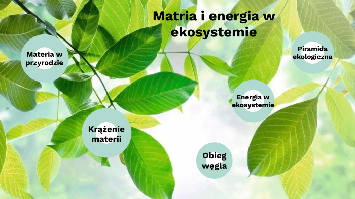 Krążenie Materii W Ekosystemie Obieg materii i energii w ekosystemie by Ala Bugala on Prezi