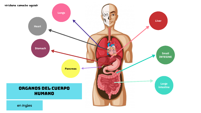 Sistemas Del Cuerpo Humano En Ingles