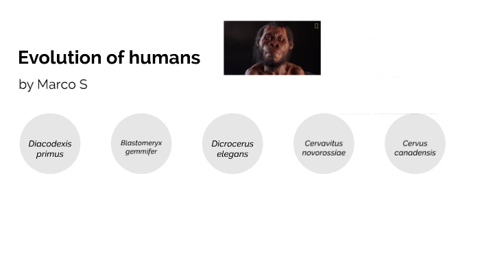 Evolution of humans by Marco Salgado on Prezi