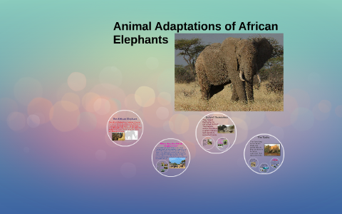 Animal Adaptations of African Elephants by Justyna Brynczka on Prezi