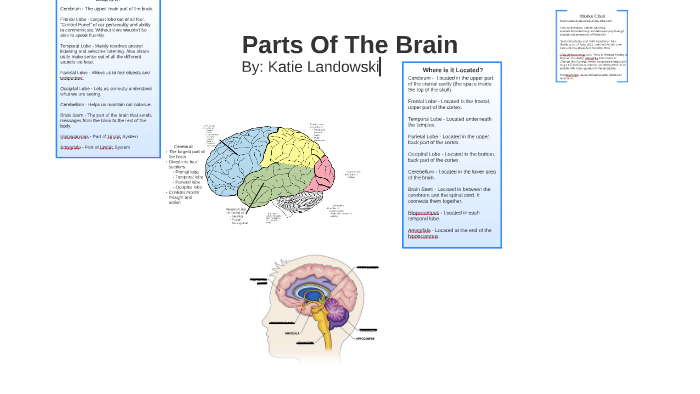 Parts of the Brain by Katie Landowski on Prezi