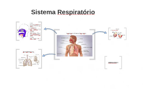 Sistema Respiratório by SANTIAGO GONÇALVES on Prezi