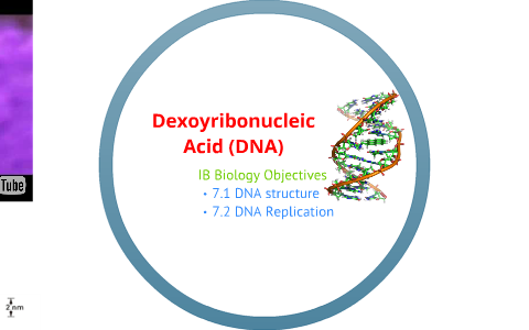IB Biology 7.1, 7.2 DNA Structure and Replication by Sheena Friend on Prezi