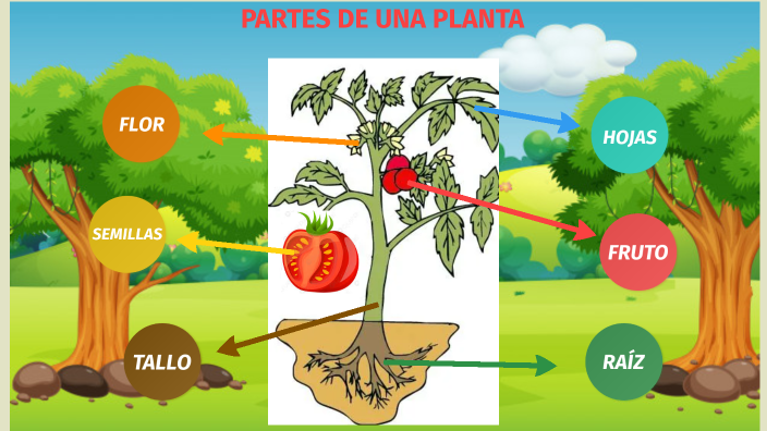 Partes de una planta by jocelyn corvalan on Prezi