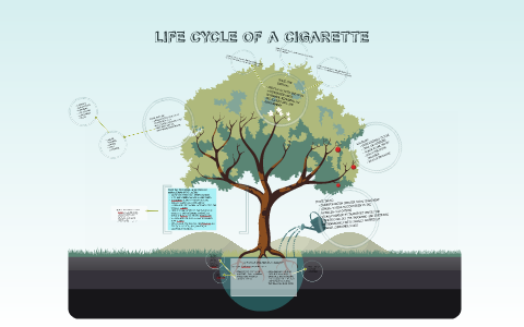 cigarette cycle LIFE CYCLE ANALYSIS OF A CIGARETTE by Jesse Harris on Prezi