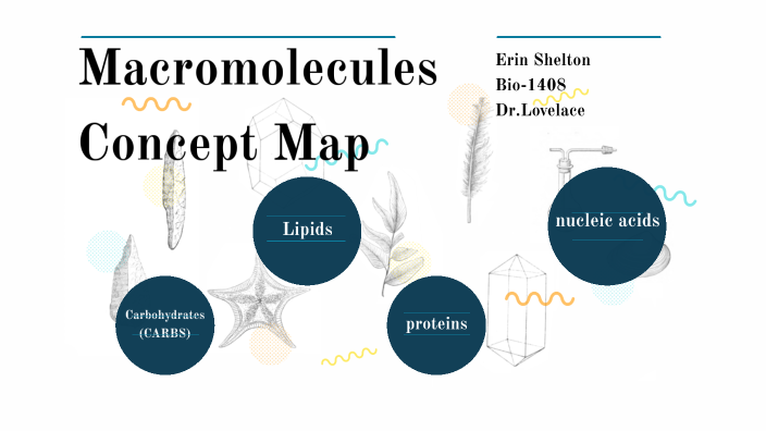 Macromolecule Concept Map By Erin Shelton On Prezi