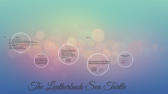 The Leatherback Sea Turtle by Angelina B on Prezi