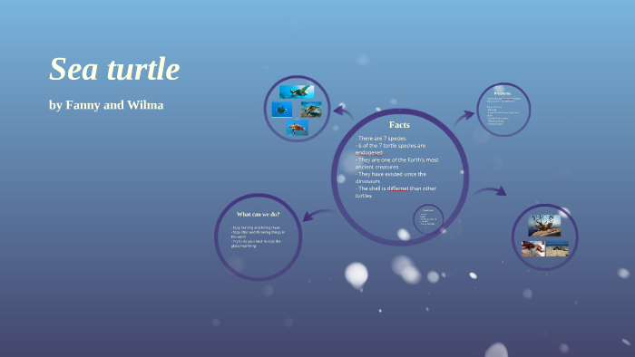 Sea turtle by fanny hendersson on Prezi