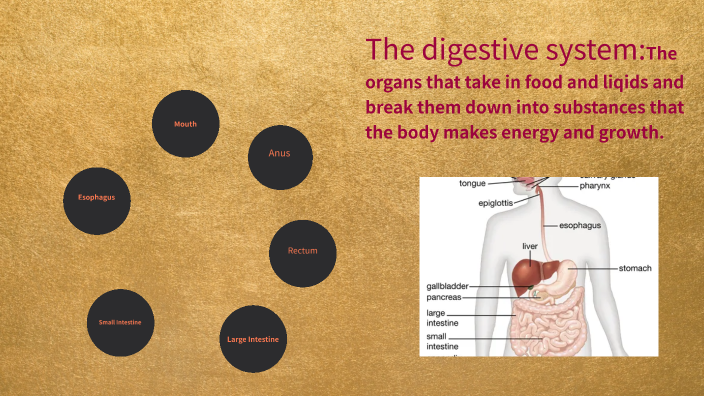 The Digestive system by Nikolas Kouvaris on Prezi