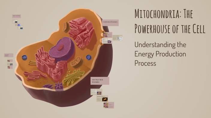 Mitochondria: The Powerhouse of the Cell by safaa adil on Prezi