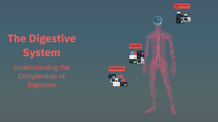 The Digestive System by Szymon ssgsg on Prezi