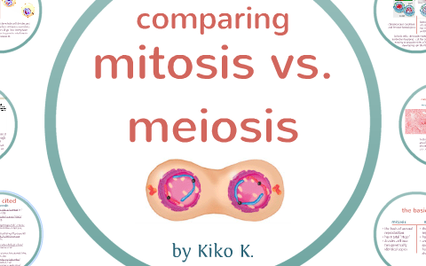 Comparing Mitosis and Meiosis by Kiko K on Prezi