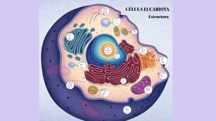 CÉLULA EUCARIOTA by Micaela Roig