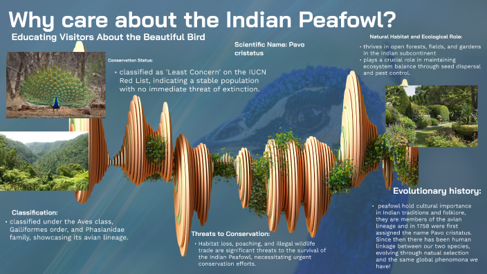 Indian Peafowl: A Tale of Conservation by Jakob McGregor on Prezi