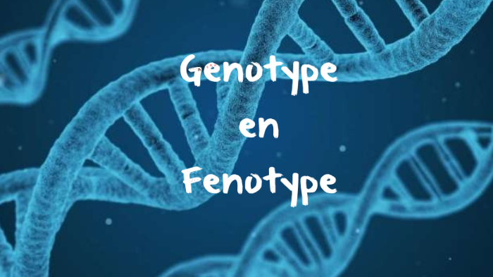Genotype En Fenotype By Josefien On Prezi genotype-en-fenotype-by-josefien-on-prezi
