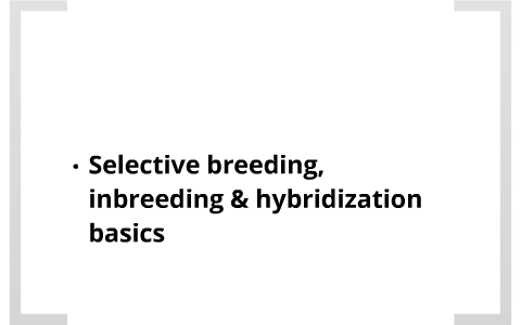 Selective breeding, inbreeding & hybridization by Ryan Witting on Prezi