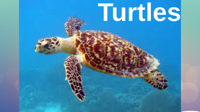 What are turtles predators by jalicia blackshear on Prezi