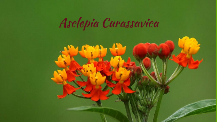 Asclepias curassavica L. Planta tóxica