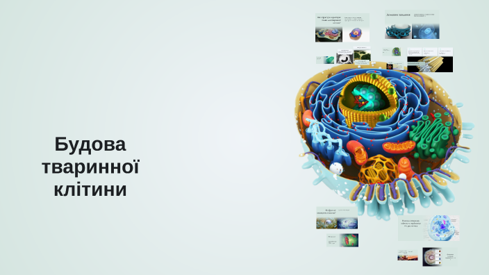 Structure of Animal Cells by Оксана Рижак on Prezi