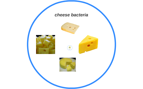 cheese bacteria by Bryson Forget on Prezi