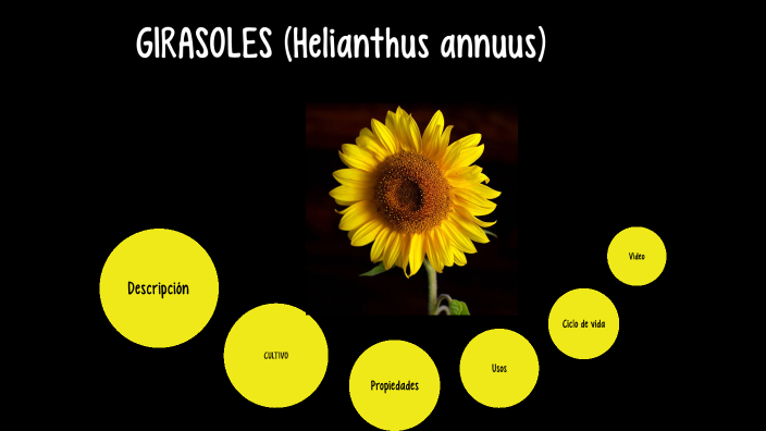 GIRASOLES ( Actvidad_6_Prezi ) by Heidy Miranda cambronero on Prezi Next