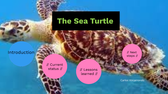Sea Turtle by carlos vizcarrondo on Prezi