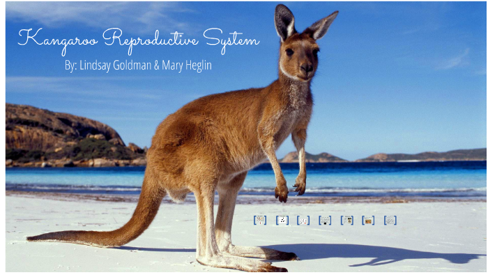 Kangaroo Reproduction by Mary Heglin on Prezi