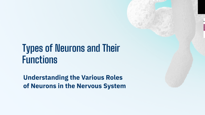 Types of Neurons and Their Functions by Lara Sousa on Prezi