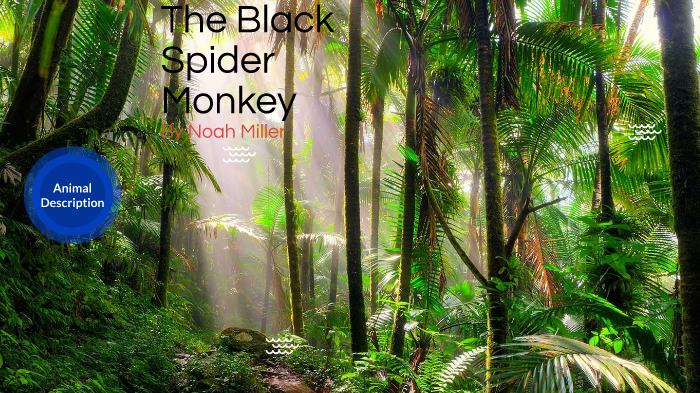 the-black-spider-monkey-by-noah-miller-on-prezi