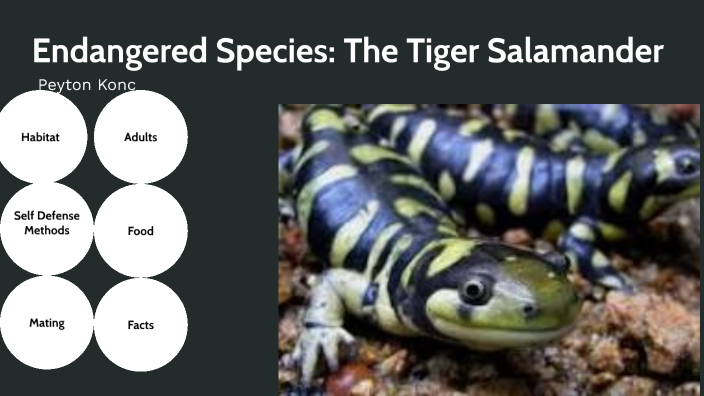 Endangered Species: The Tiger Salamanders By Peyton Konc On Prezi