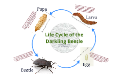 Life Cycle Of The Darkling Beetle By Samantha Holschen