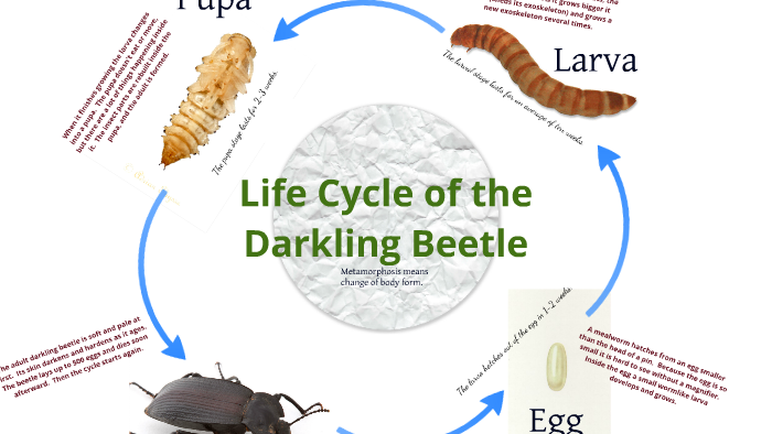 darkling beetles life cycle