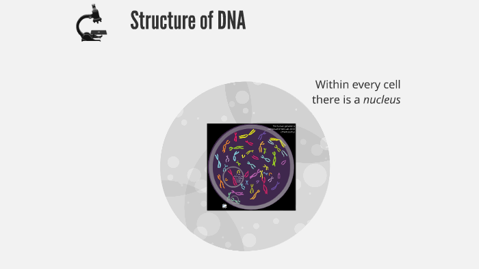 Structure of DNA by Rebecca Laux on Prezi
