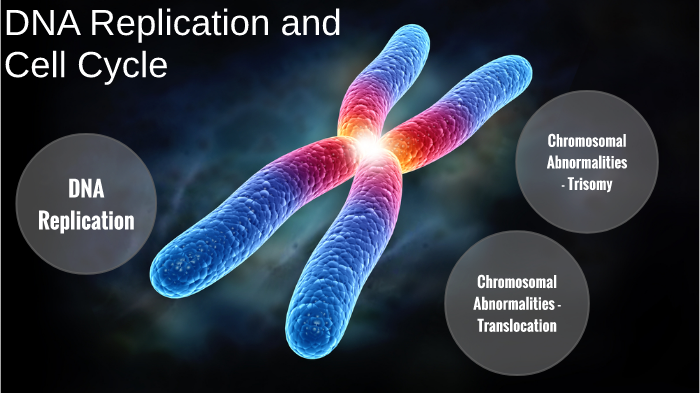 DNA Replication and Cell Cycle by Kevin Reyes on Prezi