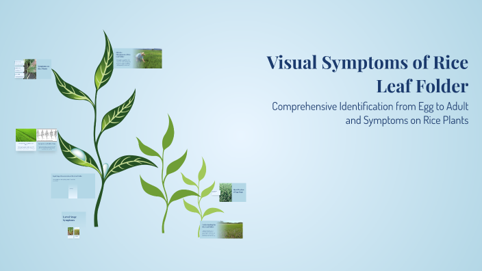 Visual Symptoms of Rice Leaf Folder by ASIF NADEEM on Prezi