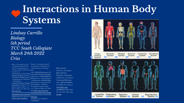 Interactions In Human Body Systems By Lindsay Carrillo