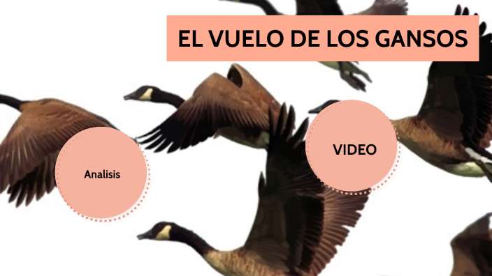 EL VUELO DE LOS GANSOS by Francisca Carreño on Prezi