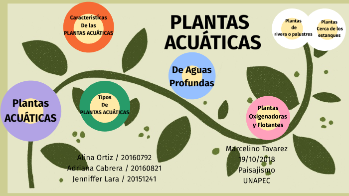 Plantas Acuaticas By Alina Ortiz Gomez On Prezi Next