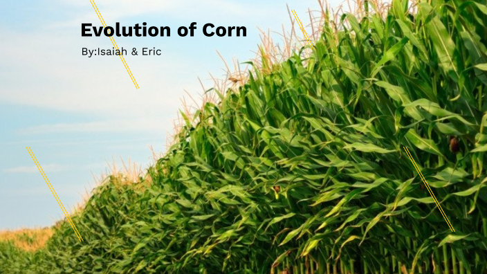 The Evolution of Corn by Eric Bridges on Prezi