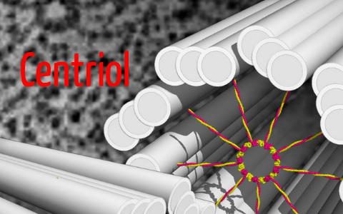 Centriol Bio by Joscha Mengel on Prezi