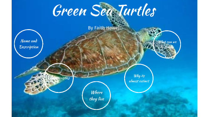Green sea turtles by faith howell on Prezi