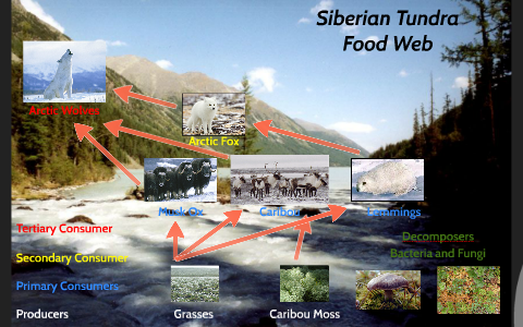 Siberian Food Web by Taylor Bittenbender on Prezi