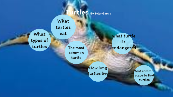 Turtles by Tyler e on Prezi