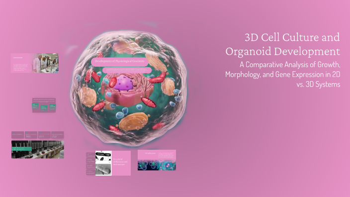 3D Cell Culture and Organoid Development by Federico Conte on Prezi
