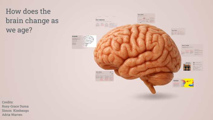 The Five Phases of Brain Development by STU ROSY-GRACE DUMA on Prezi
