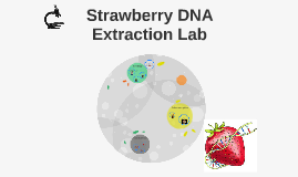 strawberry dna extraction lab by mother