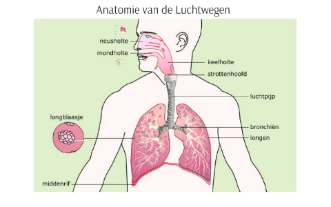 Anatomie van de Luchtwegen by Pieter Bakker on Prezi