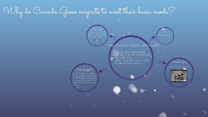 Why do Canada Geese migrate to meet their basic needs? by Julia Dolson