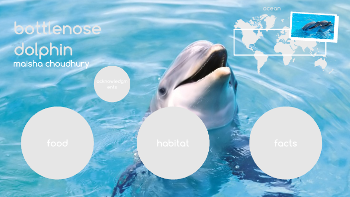 Bottlenose Dolphin by Maisha Choudhury on Prezi